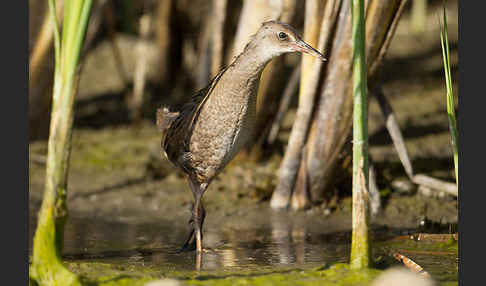 Wasserralle (Rallus aquaticus)