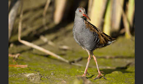 Wasserralle (Rallus aquaticus)