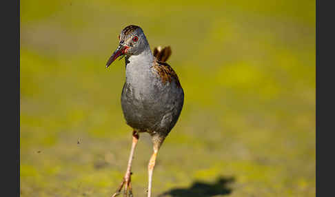 Wasserralle (Rallus aquaticus)