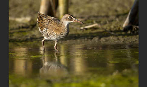 Wasserralle (Rallus aquaticus)