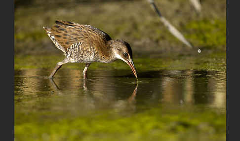 Wasserralle (Rallus aquaticus)