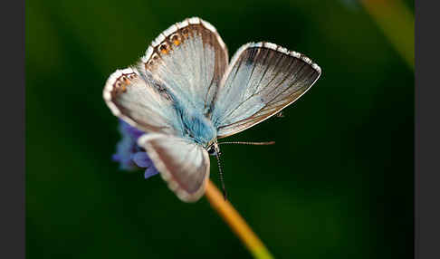 Silberbläuling (Polyommatus coridon)