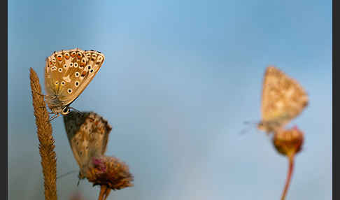 Silberbläuling (Polyommatus coridon)