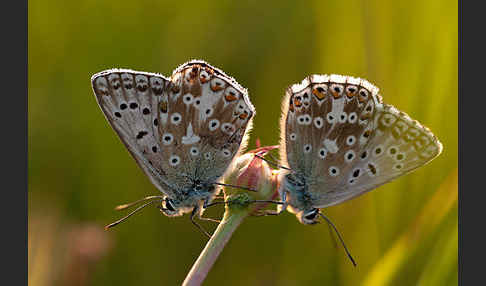 Silberbläuling (Polyommatus coridon)