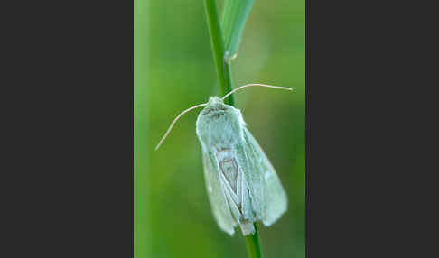 Grüneule (Calamia tridens)