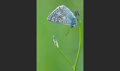 Silberbläuling (Polyommatus coridon)