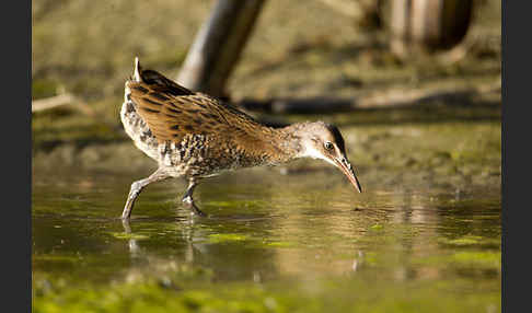 Wasserralle (Rallus aquaticus)