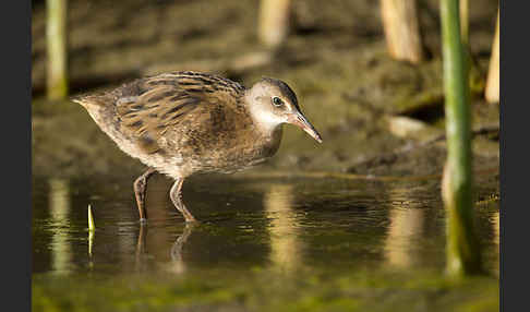 Wasserralle (Rallus aquaticus)