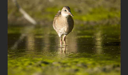 Wasserralle (Rallus aquaticus)