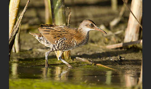 Wasserralle (Rallus aquaticus)