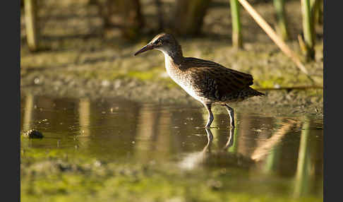 Wasserralle (Rallus aquaticus)