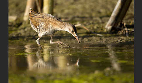 Wasserralle (Rallus aquaticus)