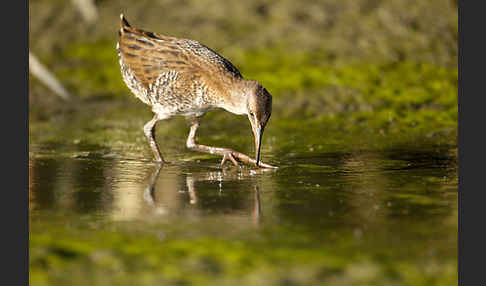 Wasserralle (Rallus aquaticus)