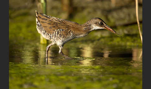 Wasserralle (Rallus aquaticus)