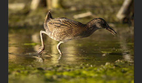 Wasserralle (Rallus aquaticus)