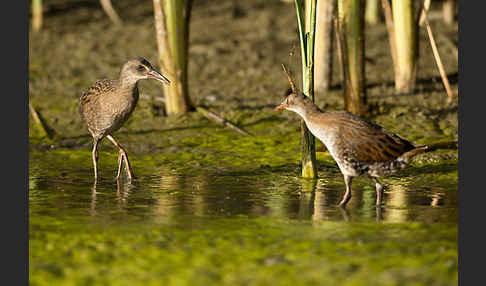 Wasserralle (Rallus aquaticus)