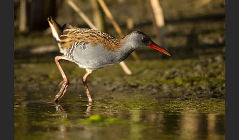 Wasserralle (Rallus aquaticus)