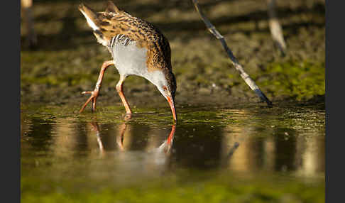 Wasserralle (Rallus aquaticus)