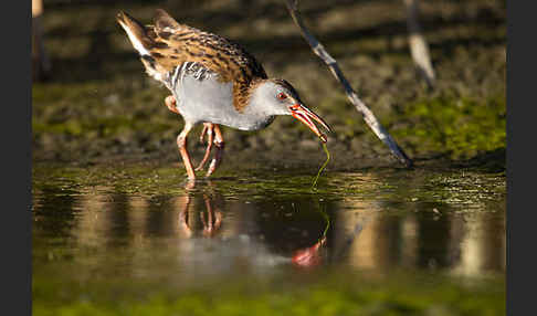 Wasserralle (Rallus aquaticus)