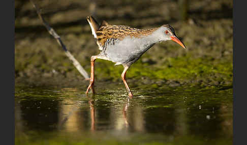 Wasserralle (Rallus aquaticus)