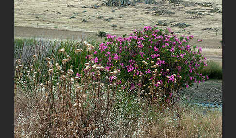 Oleander (Nerium oleander)