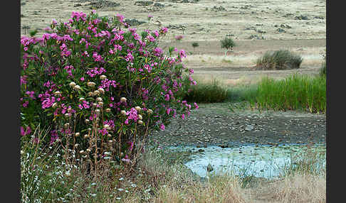 Oleander (Nerium oleander)