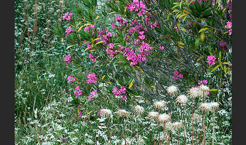 Oleander (Nerium oleander)