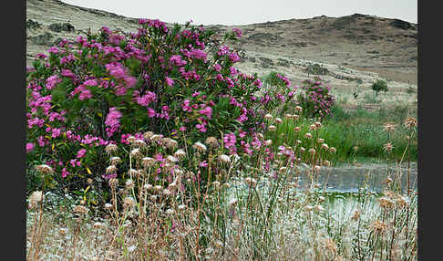 Oleander (Nerium oleander)