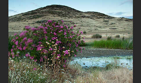 Oleander (Nerium oleander)