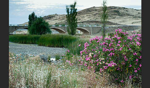 Oleander (Nerium oleander)