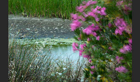 Oleander (Nerium oleander)