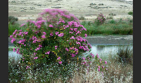 Oleander (Nerium oleander)