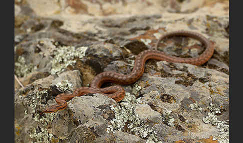 Girondische Schlingnatter (Coronella girondica)