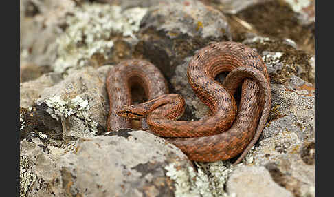 Girondische Schlingnatter (Coronella girondica)