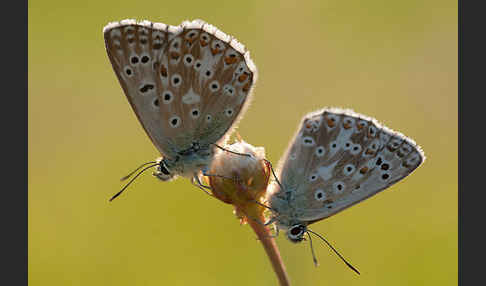 Silberbläuling (Polyommatus coridon)