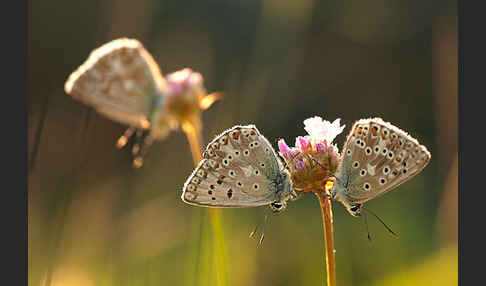 Silberbläuling (Polyommatus coridon)