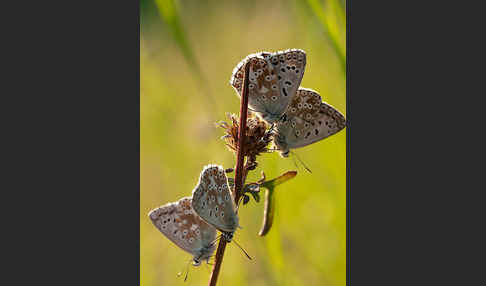 Silberbläuling (Polyommatus coridon)