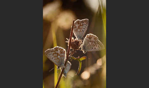 Silberbläuling (Polyommatus coridon)