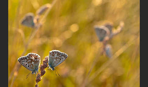 Silberbläuling (Polyommatus coridon)