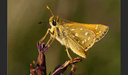 Kommafalter (Hesperia comma)