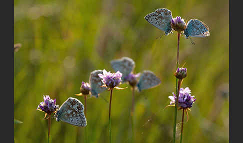 Silberbläuling (Polyommatus coridon)