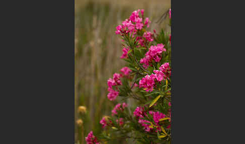 Oleander (Nerium oleander)