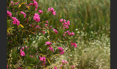 Oleander (Nerium oleander)