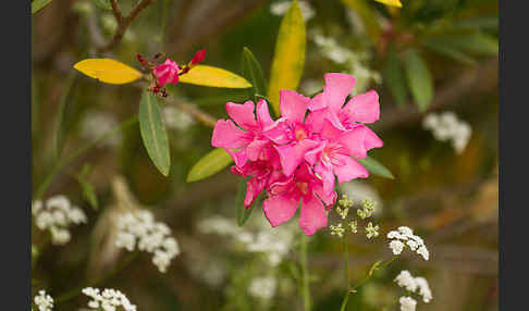 Oleander (Nerium oleander)