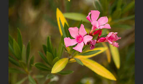 Oleander (Nerium oleander)