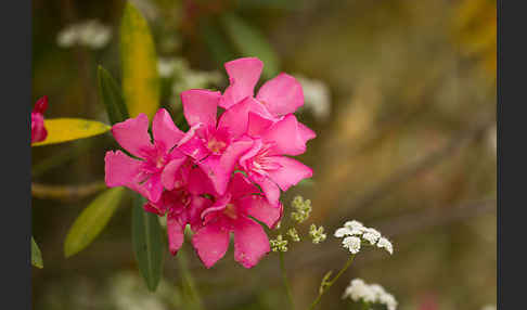 Oleander (Nerium oleander)