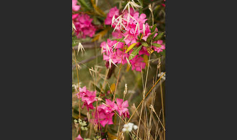 Oleander (Nerium oleander)