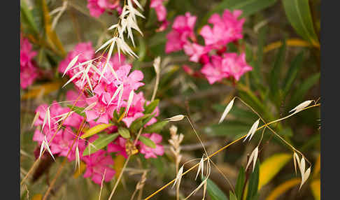 Oleander (Nerium oleander)