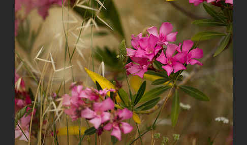 Oleander (Nerium oleander)