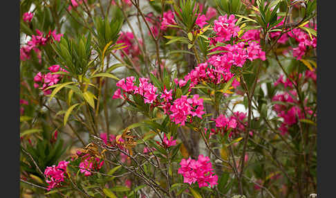 Oleander (Nerium oleander)